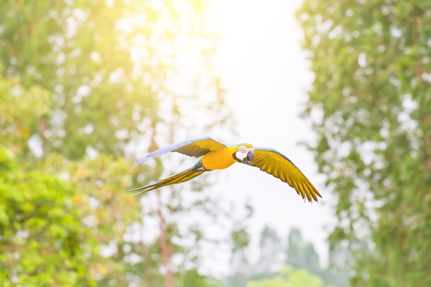 Papegaaivogel die met boomachtergrond vliegen