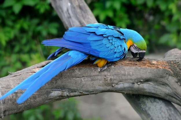 Papegaaivogel (severe macaw) zittend op de tak