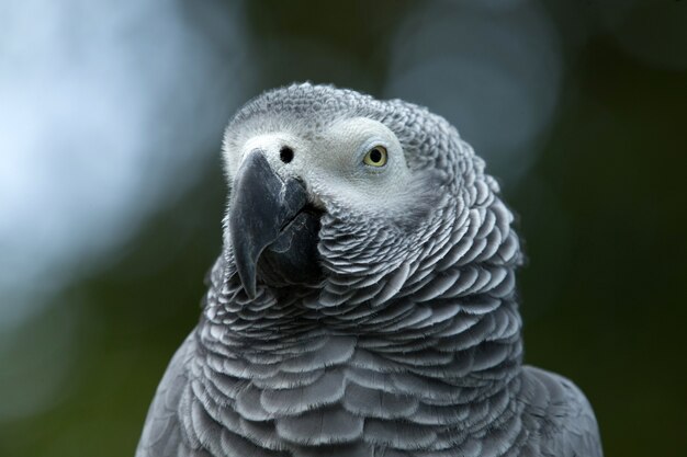 Papegaaivogel zittend op de baars