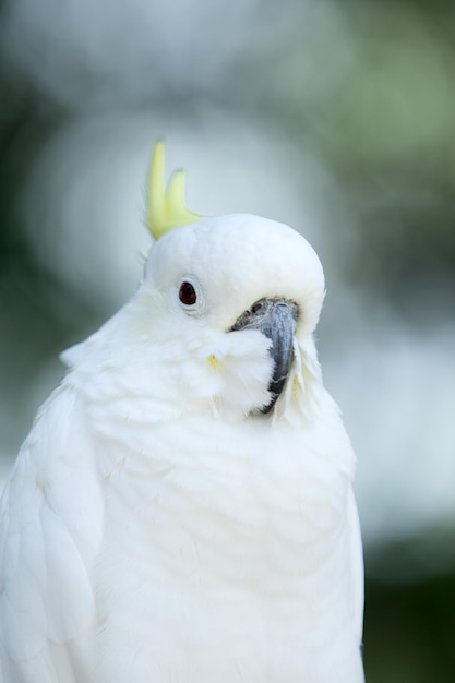 Papegaaivogel zittend op de baars