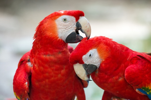 Papegaaivogelzitting op de baars