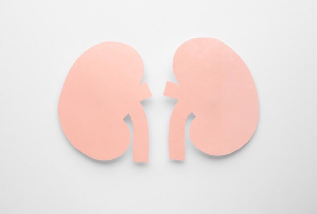 Photo paper cutout of kidneys on white background top view