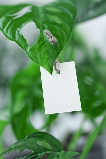 Etichetta etichetta vuota di carta sulle foglie verdi della pianta monstera eco friendly e concetto zero waaaste