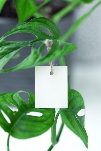 Paper empty label tag on green leaves of Monstera plant Eco friendly and Zero waaaste concept