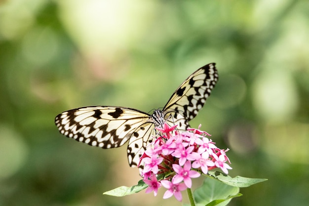 Photo paper kite butterfly idea leuconoe perches on a flower in a garden in taiwan
