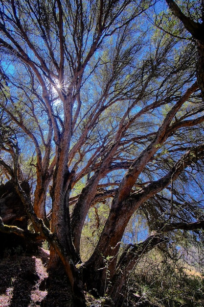 Foto albero di carta polylepis incana