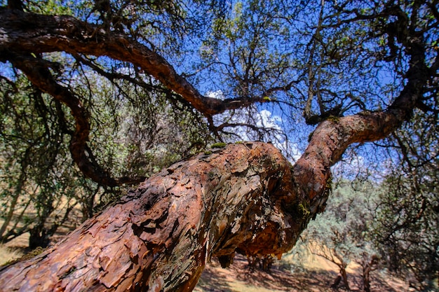 Foto albero di carta polylepis incana