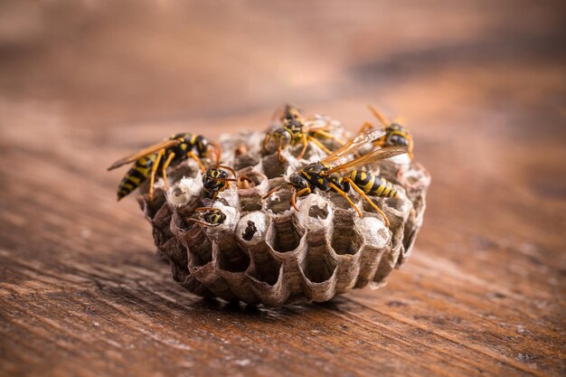 写真 アシナガバチの巣