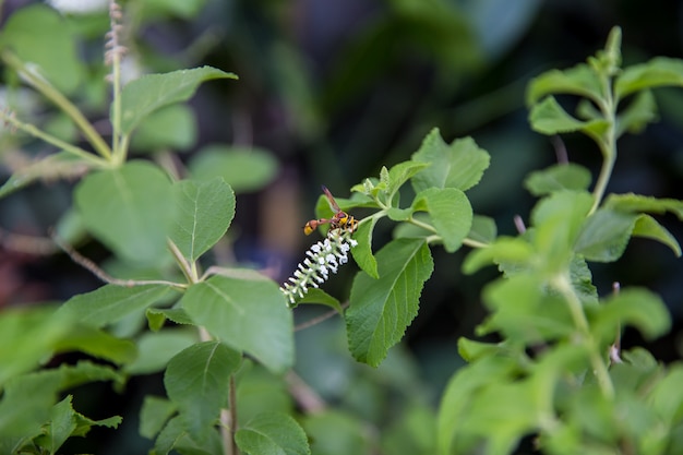 Paper wasp on rachawadee bloemen overdag focus selectief.