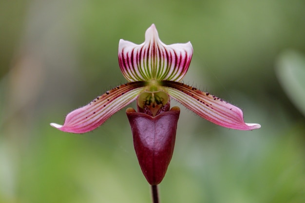 Paphiopedilum callosum orchideebloem