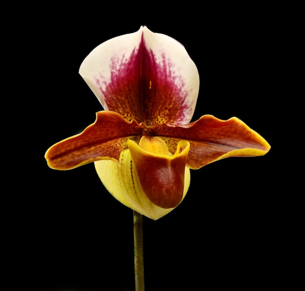 黒の背景にパフィオペディルム女性蘭の花