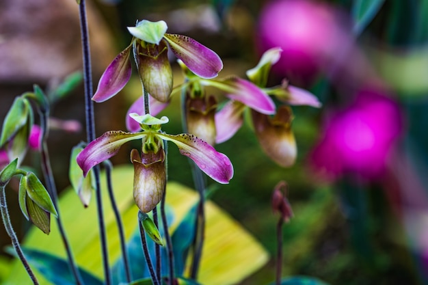 Paphiopedilum, (lady'slipper), bellissima orchidea selvatica in rainseason.