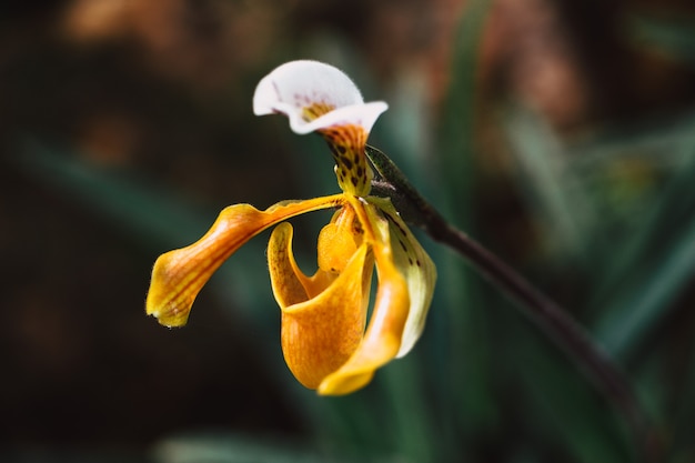 숲에서 Paphiopedilum 또는 레이디 슬리퍼 난초 열대 아름다운 꽃 식물