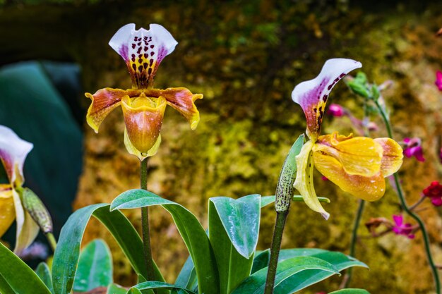 Paphiopedilum, (Lady&#39;slipper), prachtige wilde orchidee in regentijd.