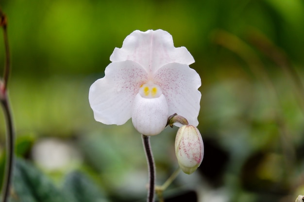 パフィオペディラムニヴェム蘭の花