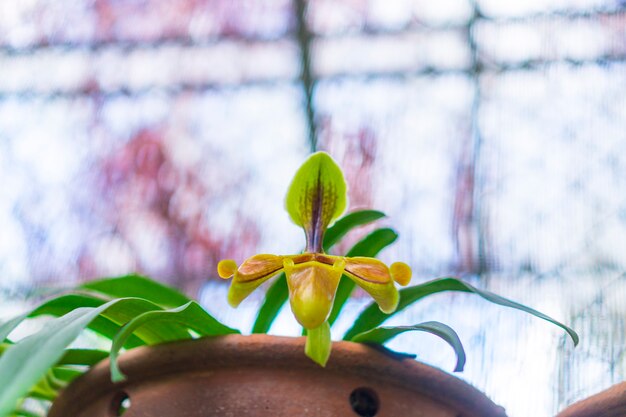 Fiore dell'orchidea del paphiopedilum o orchidea della pantofola di signora