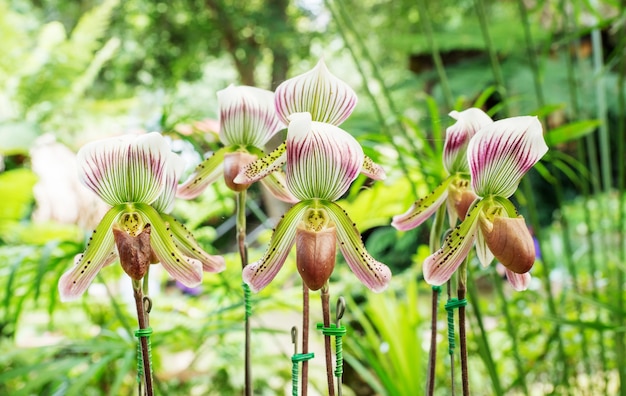 Paphiopedilum orchid flowers in the garden.