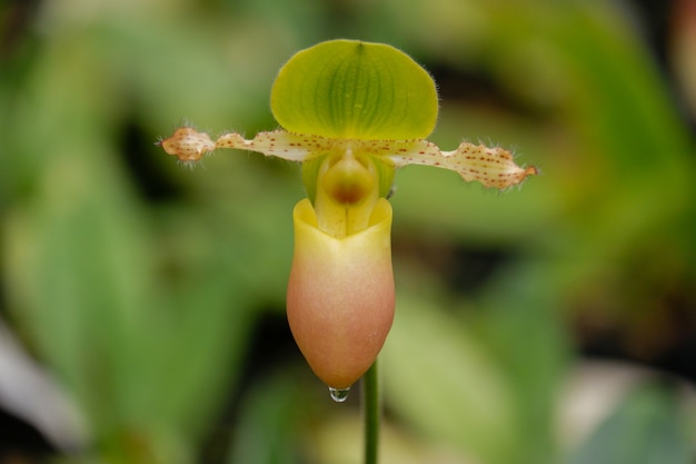 Paphiopedilum Primulinum orchid flower