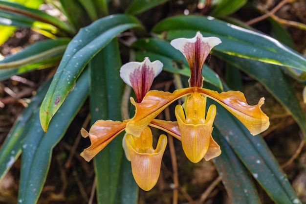 Paphiopedilum-villosum, Mooie zeldzame wilde orchideeën in tropisch bos van Thailand.