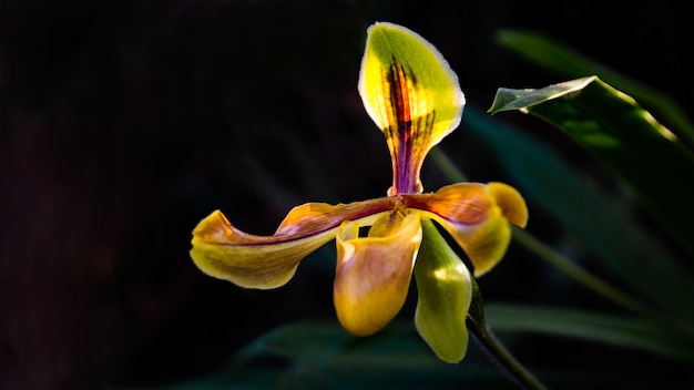 Paphiopilum Villosujm Дикая орхидея