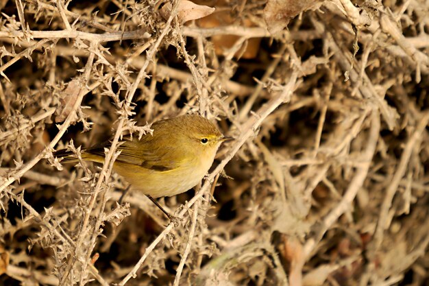 papialbo 모기는 phylloscopidae 계통의 passerine 새의 종입니다