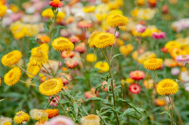 Papieren bloem mooi in mijn tuin