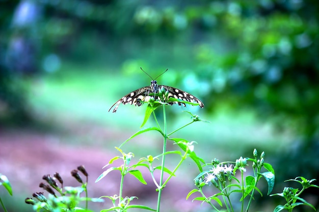 Бабочка Papilio или бабочка обыкновенная лайм или клетчатый ласточкин хвост на цветочных растениях