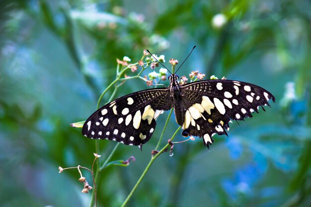 Papilio butterfly or common lime butterfly clap wings and while resting on the flower plants