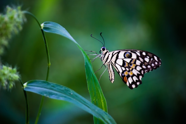 Papilio butterfly or The Common Lime Butterfly resting on the flower plants in its natural habitat