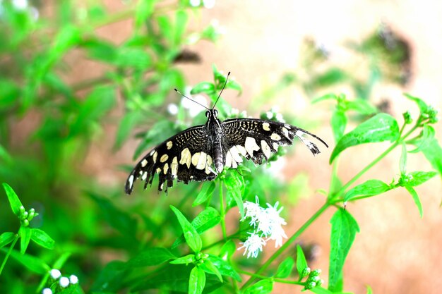 Papilio butterfly or The Common Lime Butterfly resting on the flower plants