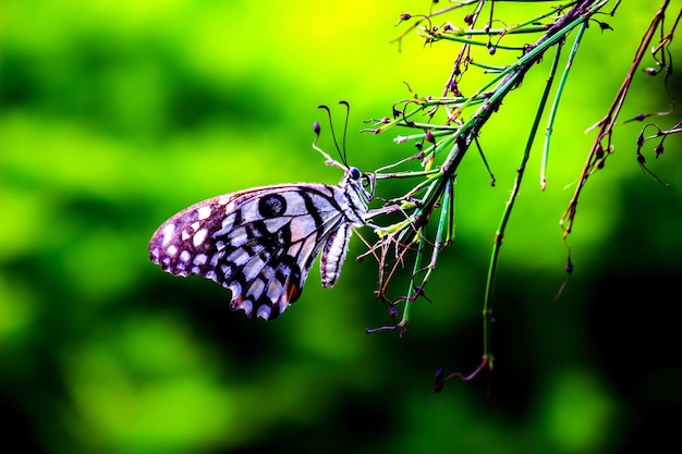 Papilio butterfly or The Common Lime Butterfly resting on the flower plants