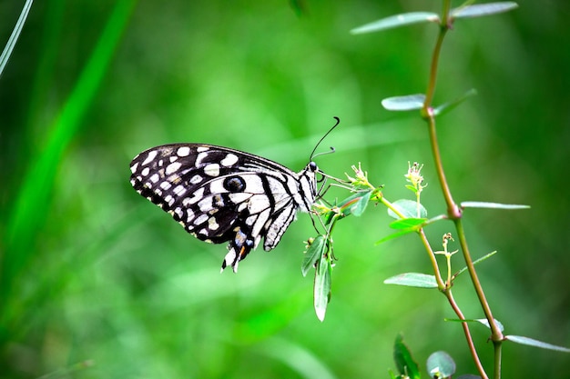 Papilio butterfly or The Common Lime Butterfly resting on the flower plants