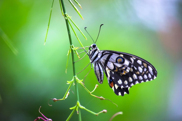 Papilio butterfly or common lime butterfly sitting on the flower plants in its natural environment