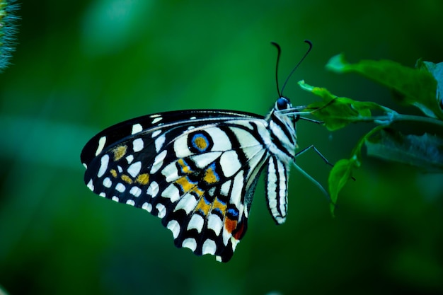 Papilio butterfly or common lime butterfly sitting on the flower plants in its natural environment