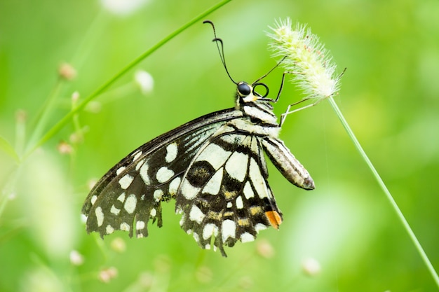 Papilio demoleusは、植物の上で休む一般的で広く普及しているアゲハチョウです。