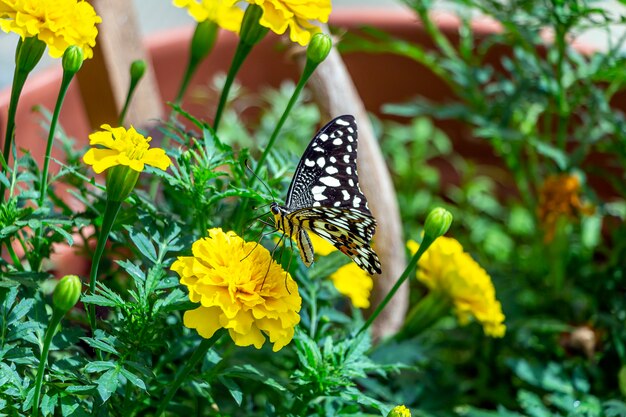 Papilio demoleus is butterfly of genus Papilio of sailfish family Papilionidae