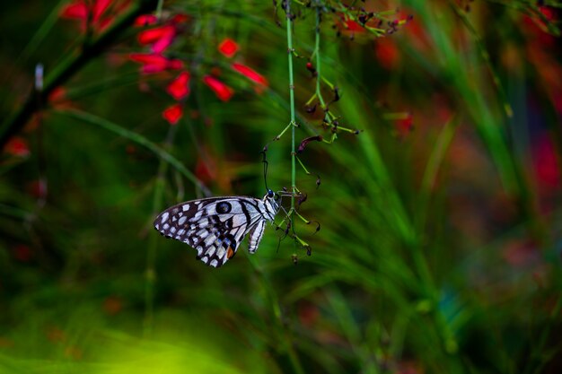 Papilio demoleus - обычная липовая бабочка и широко распространенный ласточкин хвост, также известная как лимонная бабочка.