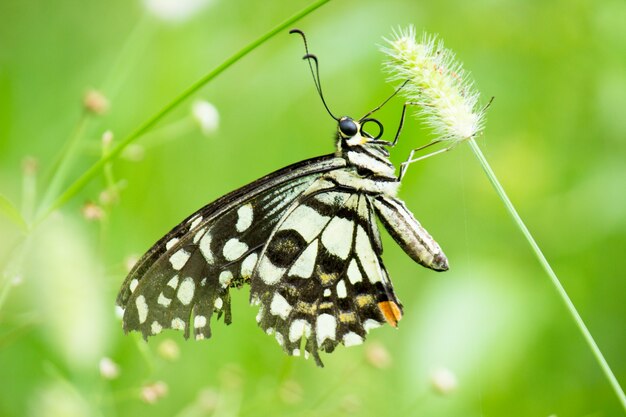 papilio demoleus - обычная и широко распространенная бабочка-парусник, отдыхающая на растениях.