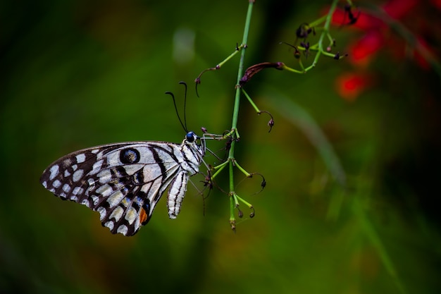 Papilio demoleus is een veel voorkomende limoenvlinder en wijdverspreide zwaluwstaart of staat bekend als citroenvlinder