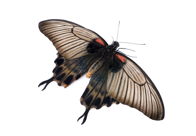 Papilio lowii butterfly in on a white isolated