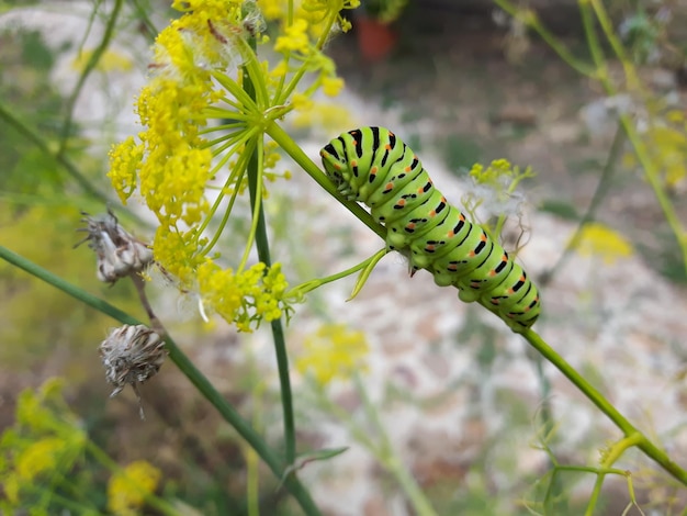 Papilio machaon op de voorgrond in de tuin