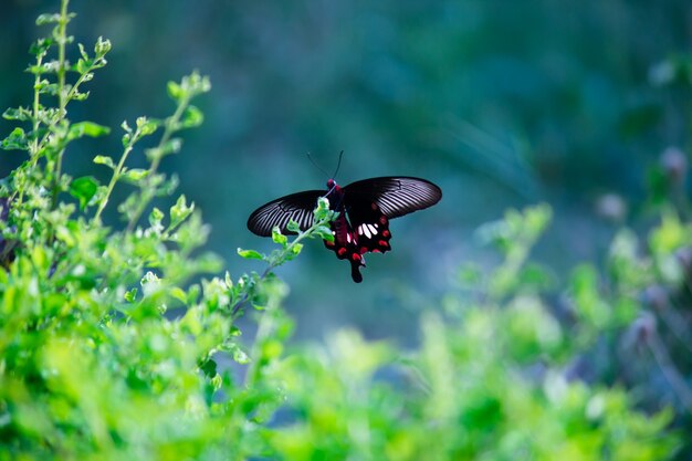 papilio polytes는 공공 공원의 꽃 식물에 먹이를 주는 일반적인 모르몬으로도 알려져 있습니다.