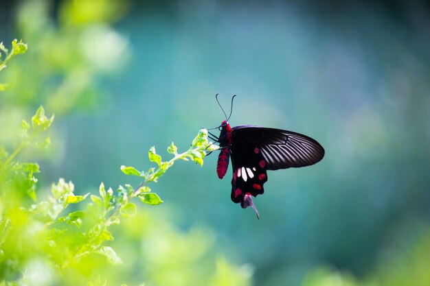 Papilio polytes also known as the common mormon feeding on the flower plant in the public park