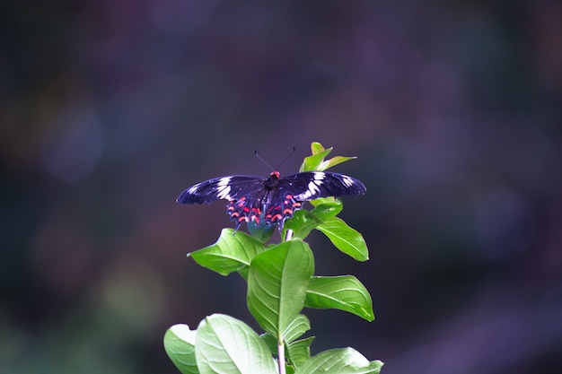 Papilio polytes, также известный как обыкновенный мормон, питается цветком в общественном парке.