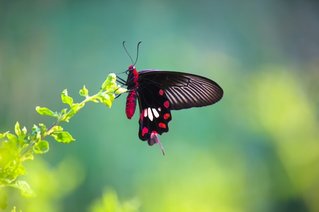 Papilio polytes also known as the Common mormon feeding on the flower plant in the public park