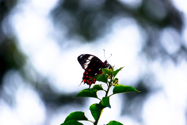 Papilio polytes는 꽃 식물에 쉬고 있는 일반 모르몬으로도 알려져 있습니다.