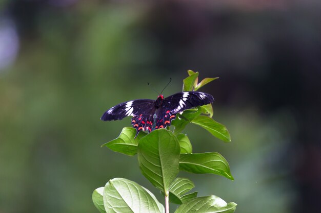 Papilio polytes, также известный как обыкновенный мормон, покоится на цветочном растении.