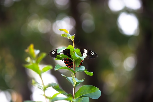 Papilio polytes ook bekend als de gewone mormoon die zich voedt met de bloemplant in het openbare park