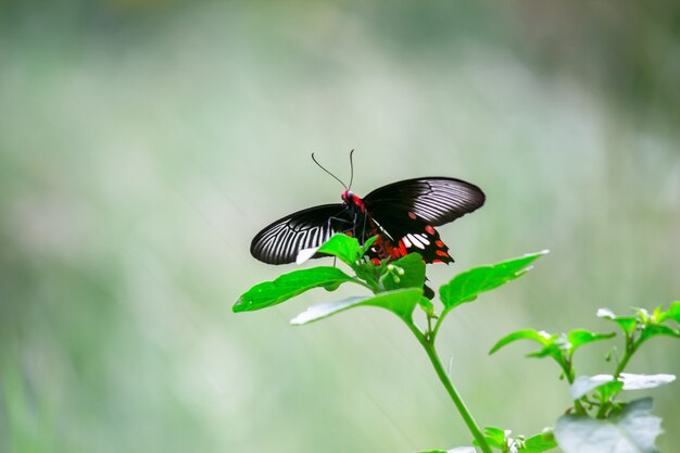 Papilio polytes ook bekend als de gewone mormoon die zich voedt met de bloemplant in het openbare park
