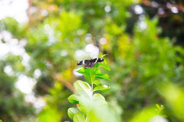 Papilio polytes ook bekend als de gewone mormoon die zich voedt met de bloemplant